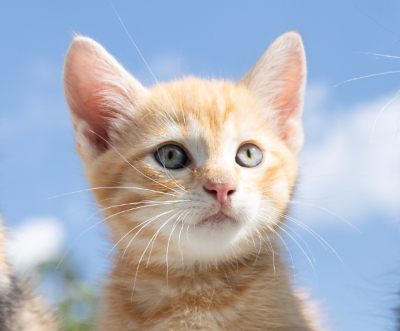 3 Kittens